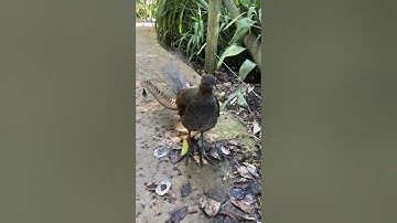 Lyrebird, Australia. Imitating other birds, construction, humans.