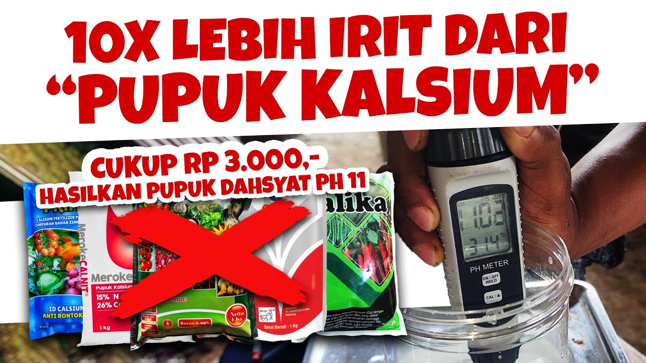 HEMAT 1.000%. MAU.❓❓❓ PENGGANTI PUPUK KALSIUM PALING DAHSYAT MODAL Rp. 3.000,- | Subur & Buah Lebat