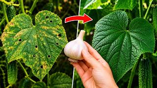 Just Garlic... and Angular Leaf Spot on My Cucumbers Started to Disappear π±π₯