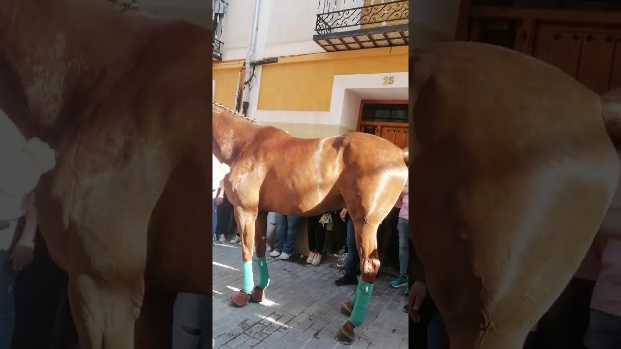 ®Desfile Caballos a Pelo Caravaca De La Cruz 2025®