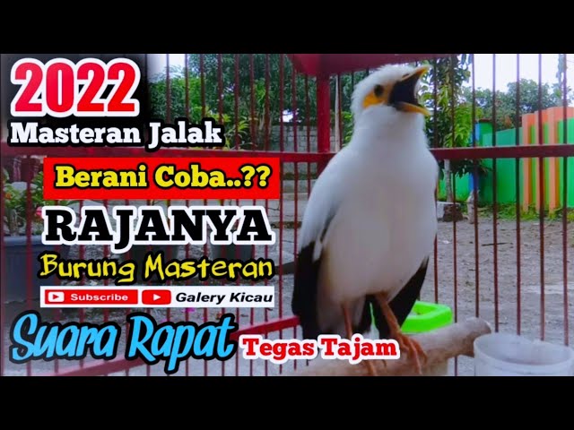 BERANI COBA‼️suara rapat - tegas - tajam RAJANYA masteran burung jalak putih class=