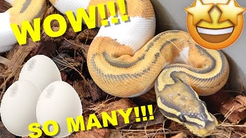 She Is Filled With EGGS! Gravid Ball Pythons! So Much Potential!