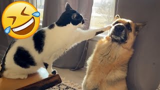 The Funniest Animal Moments Funny Cats and Dogs