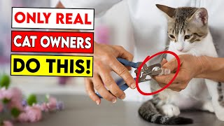 5 Signs You're a Great Cat Owner Wealth