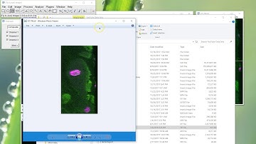 Fiji Is Just ImageJ - Orthogonal Views