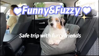 ✨ Get Ready With Your Furry Friends Before Trip🚗