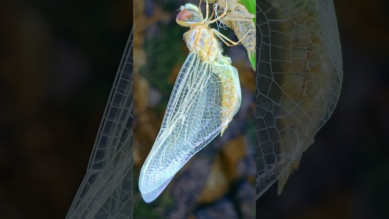 A Dragonfly's Perfect Metamorphosis - Nature's Beauty Revealed 