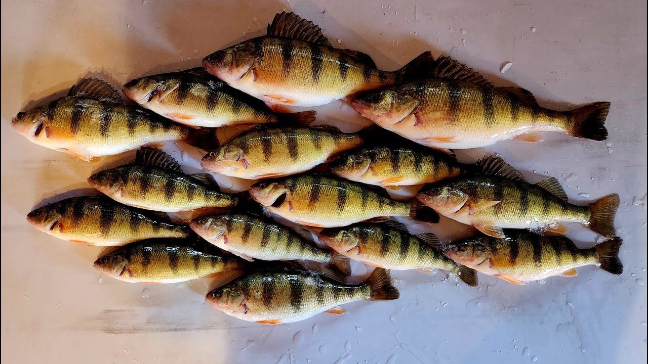 A LIMIT of BIG Green Bay PERCH! 12-21-25 
