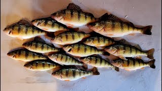 A LIMIT of BIG Green Bay PERCH! 12-21-25 #icefishing #hardwaterfishing #perch #yellowperch #panfish