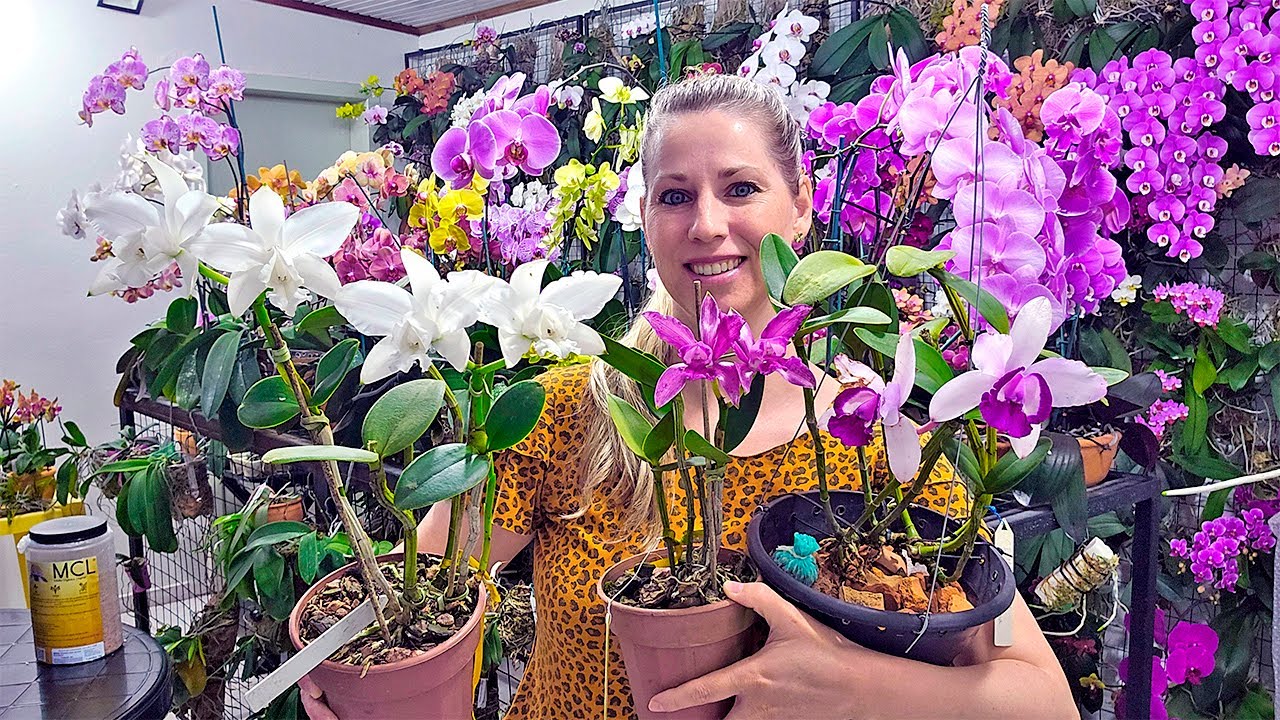 COMO ENRAIZAR UMA ORQUÍDEA