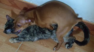 Dog Makes Love With Cat | Dog And Cat Mating Video