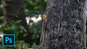 How to use Camera RAW Filter in Photoshop without RAW images