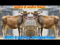 15000 से शुरू हैं दाम, 30 बछड़ीयां बिकाऊ। Top Breed Heifers Available at SK Dairy Farm