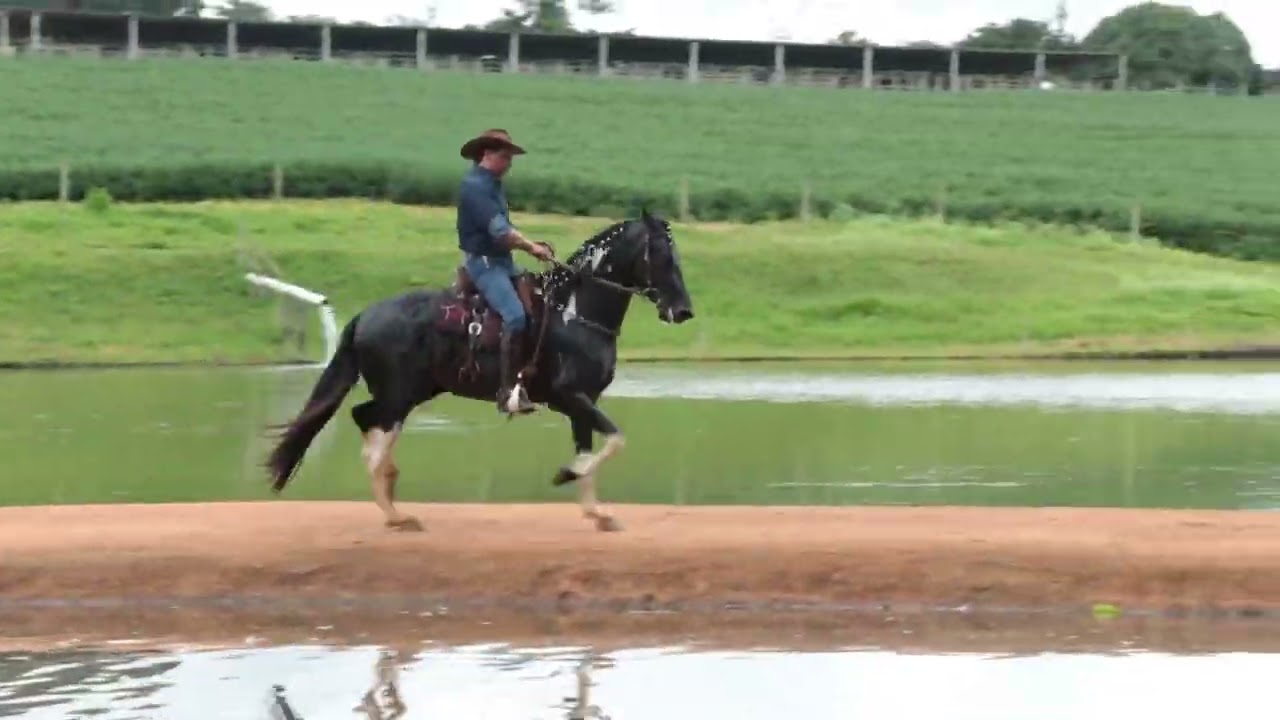 Único do Faxa - LOCAL CTE TETEU