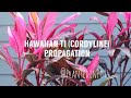 Propagating Cordyline (Hawaiian Ti) Plants