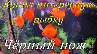 Аквариумная рыбка Чёрный нож, цены на Дискусов в Баварии!