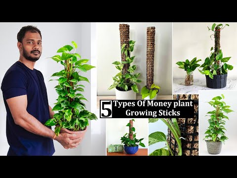 Plantation Nursery Near Me - 5 Types Money Plant Growing Sticks or Plants Support sticks Making at Home//GREEN PLANTS