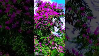 Wonderful Flowers 🌼 | Nature’s Magic in Full Bloom | Relax Shorts