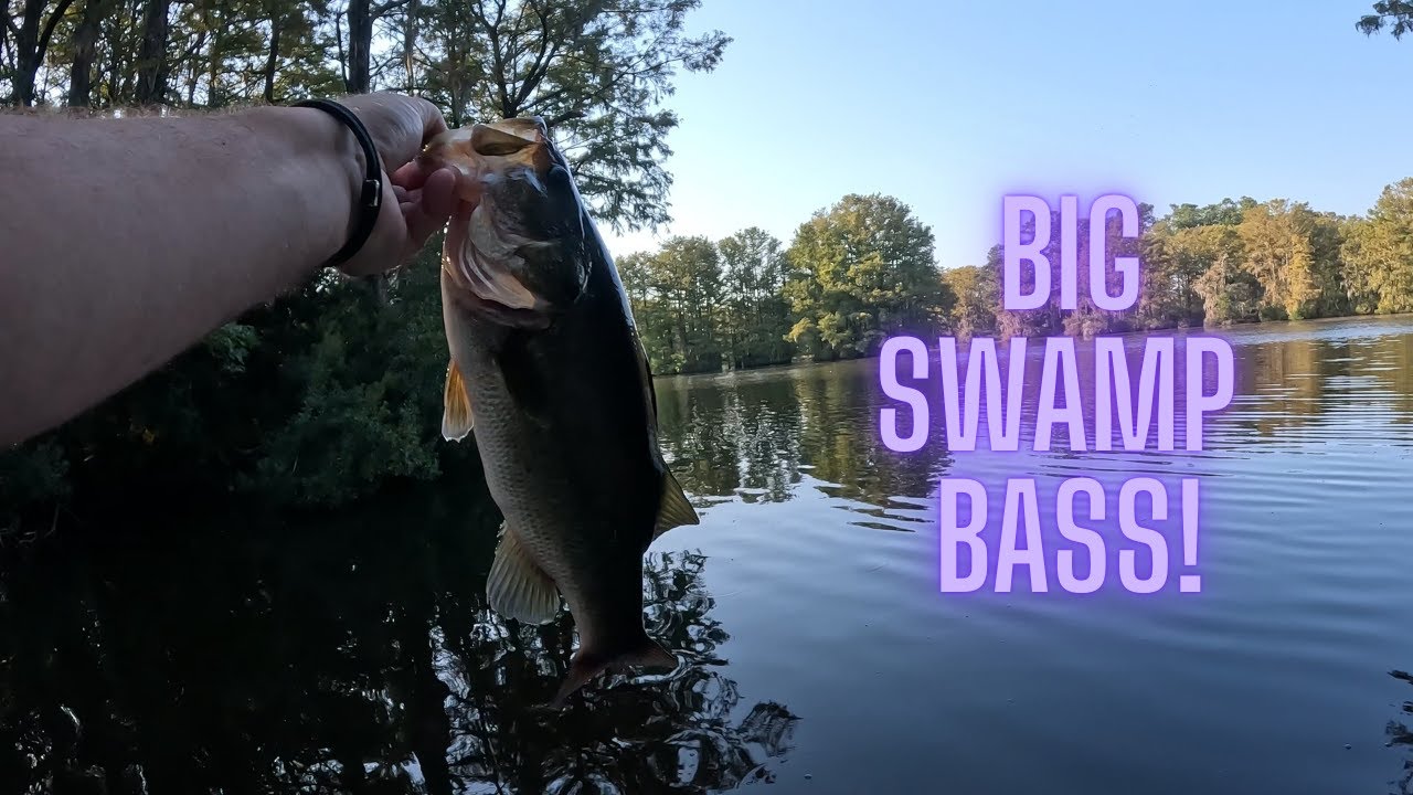 Bass Fishing a North Carolina Swamp Using NO Electronics! #fishing #fishingvideo #bassfishing