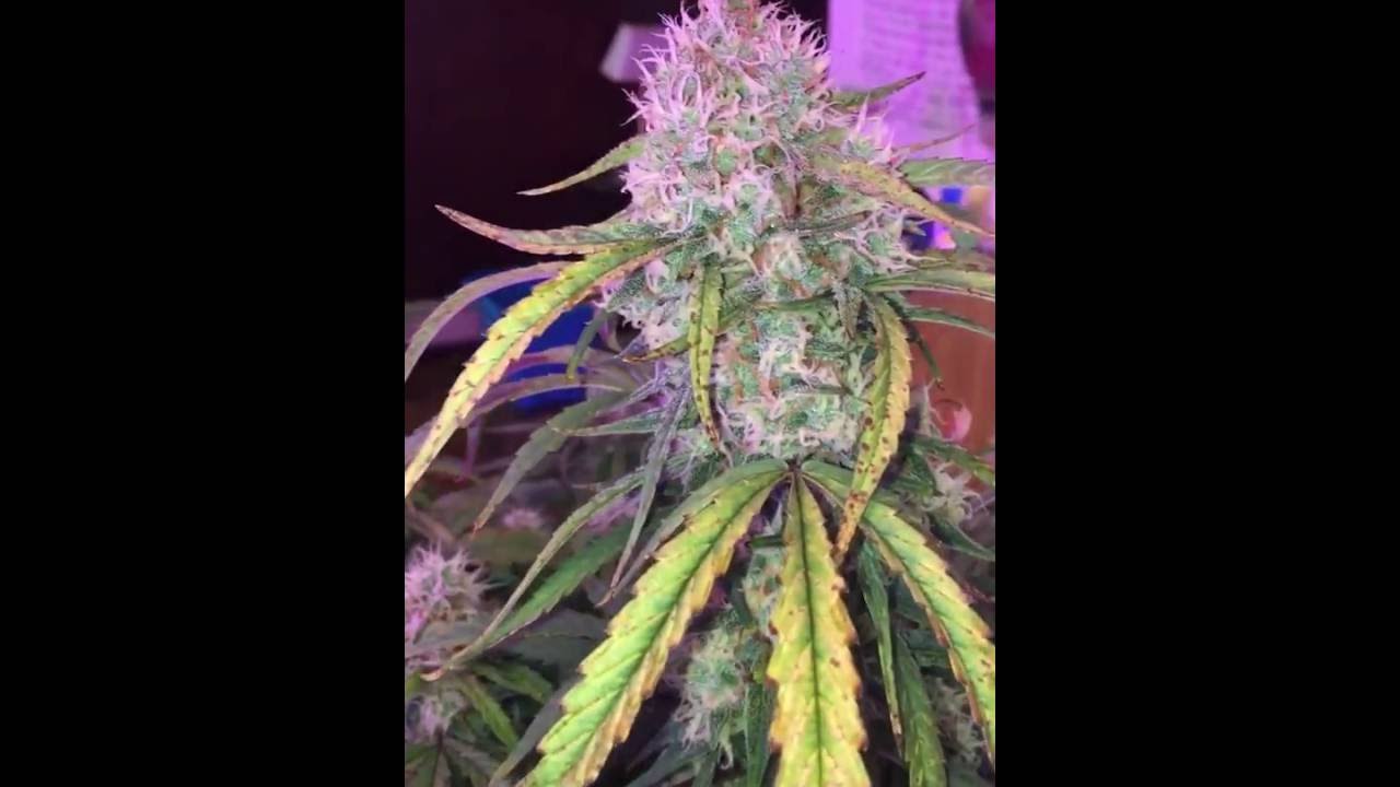 mars hydro reflector 192/96. Bubbleponics growing.  Dutch passion auto ultimate.  10wks