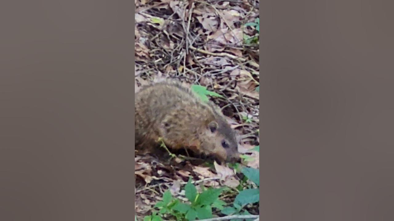 Baby groundhog eats peanuts angrily - YouTube