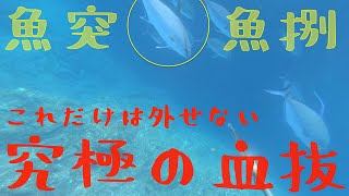 自給自足生活 | 獲ってきたカンパチで究極の血抜きしてみた | 薪の火でとにかく美味くなってしまう件