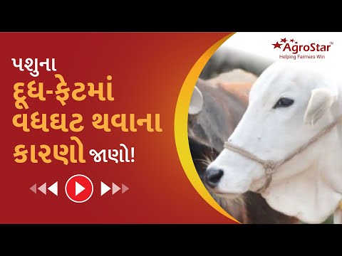 પશુના દૂધમાં ફેટ વધઘટ થવાના કારણો  Know the causes of fat fluctuation in animal milk #AGrostar - પશુના દૂધમાં ફેટ વધઘટ થવાના કારણો  Know the causes of fat fluctuation in animal milk #AGrostar