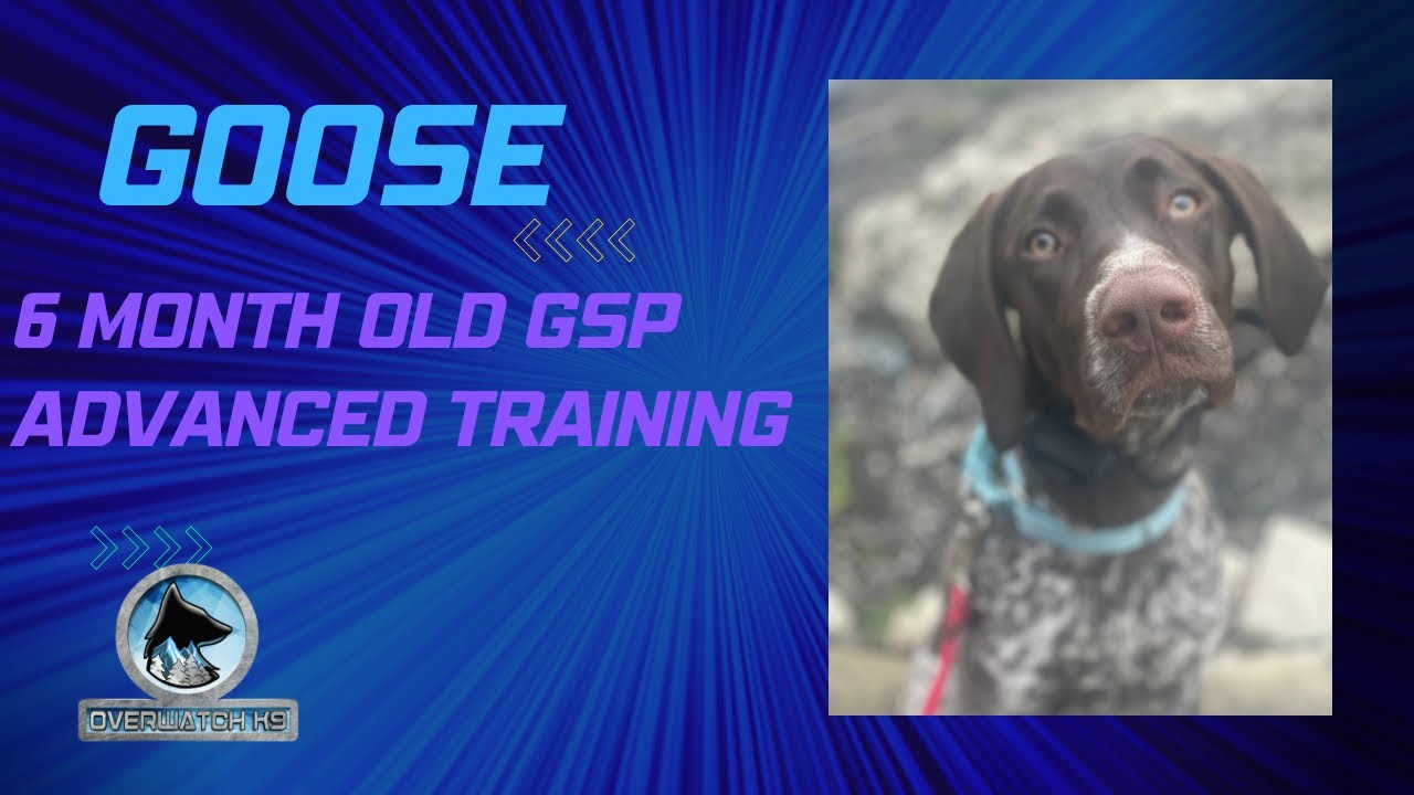 Goose | 6 Month Old GSP | 14 Day Advanced Training | Overwatch K9 Academy | Obedience |