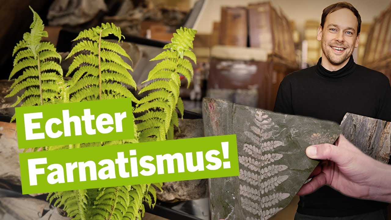 Was uns fossile Pflanzen über das Klima erzählen – Museums-Evolution