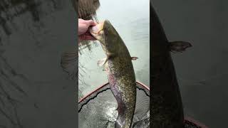Áprilisi kölyökhari kívánta meg a Collapsert!👀🎣 #fishing #catfish #horgászat #harcsa #savagegear