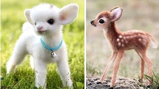 Top 10 Cute Animals In The World | Part2