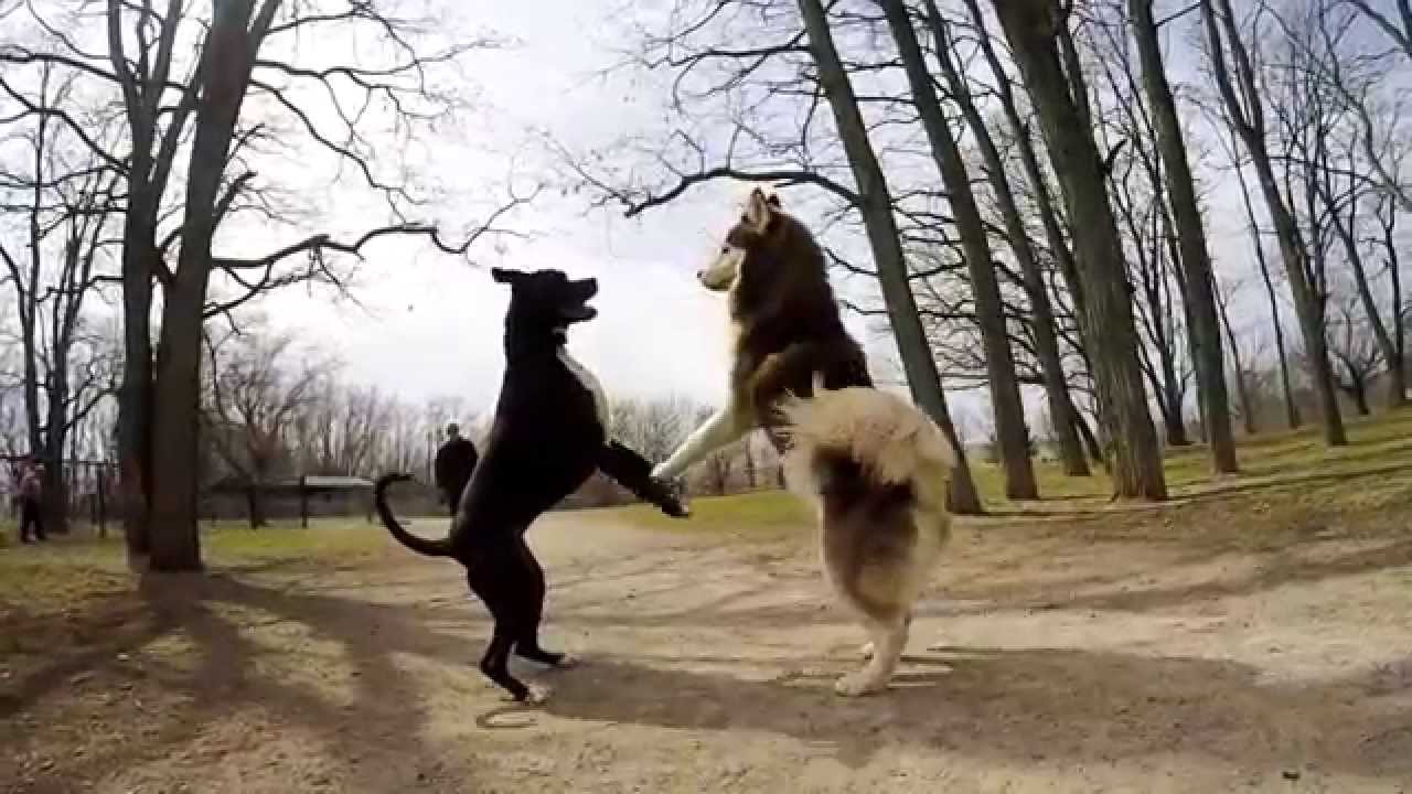 Niagara Falls Dog Park - GoPro Hero 4