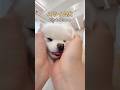 もちもちミントスライム犬