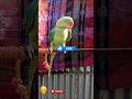 "ये Parrot इंसानों से भी ज़्यादा बोलता है 😱🦜 | Talking Parrot Viral Reel 🔥😂"