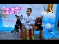 Смешные Собачки на сцене / Собачье шоу на детском дне рождения