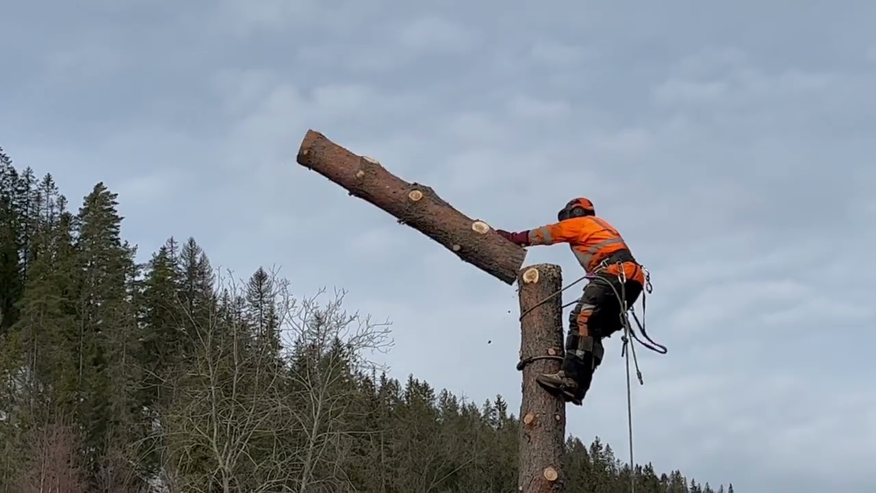 Nittedal trefelling 2022