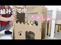 新しく買ったダンボールハウスが猫たちに大人気！