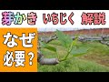 【2021版】いちじくの芽かき なぜ芽かきをするのか? どのようにすればいいのかを実取り農家が解説 いちじくVlog #22 2021