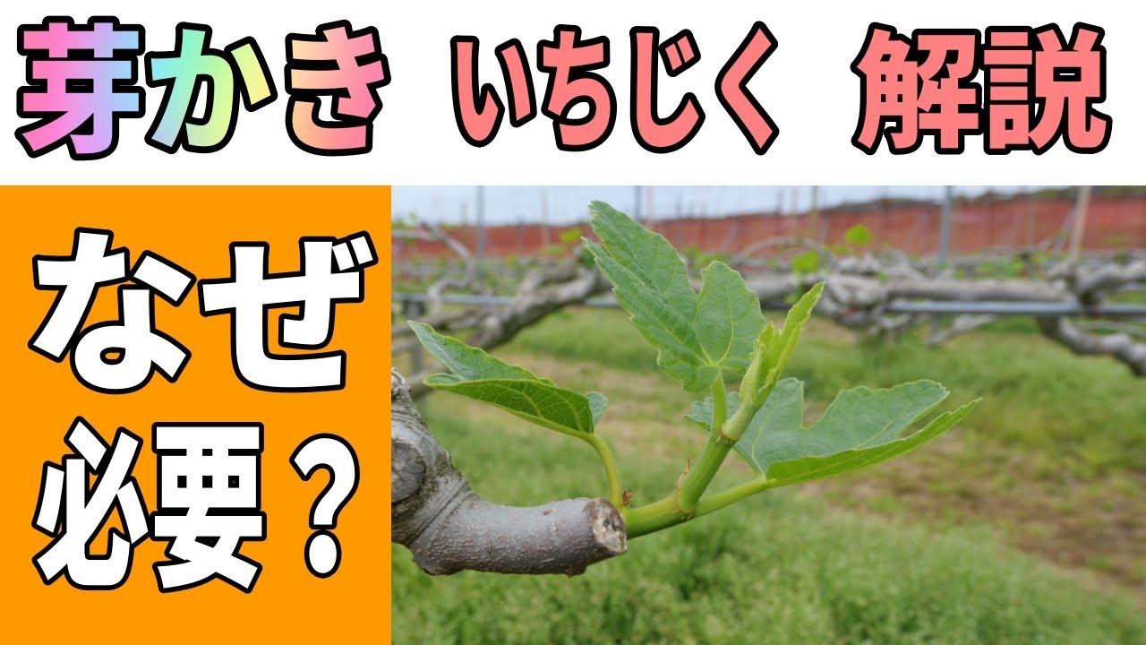 【2021版】いちじくの芽かき　なぜ芽かきをするのか？　どのようにすればいいのかを実取り農家が解説　　いちじくVlog　#22　2021