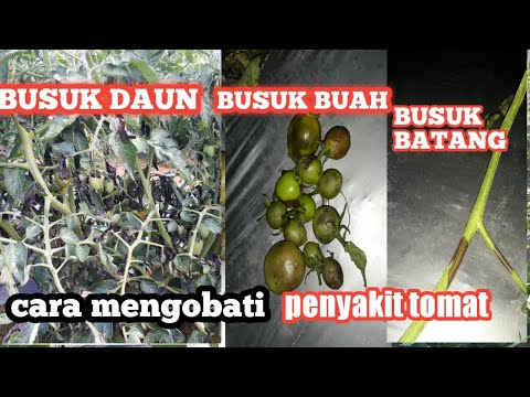Video: Cara mengatasi penyakit busuk daun pada tomat dengan obat tradisional