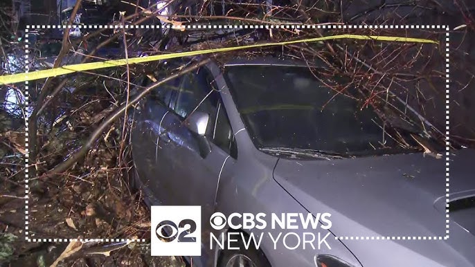 Large Tree Falls Onto Power Lines Parked Cars In Manhattan