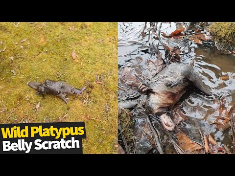 This wild platypus scratching its belly is the cutest thing you'll see today!
