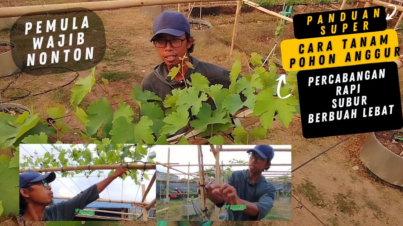 Bahas Tuntas Problem Pemula, Teknik Percabangan Pohon Anggur Supaya Bentuk Rapi, Rata Dan Buah Lebat