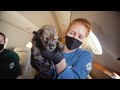 Endangered Wolf Pups Fostered to Wild Dens