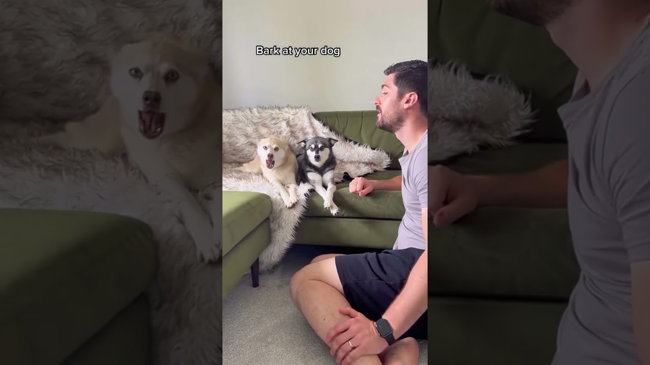 Kitties and puppers play hide and seek and cheat 🤪 