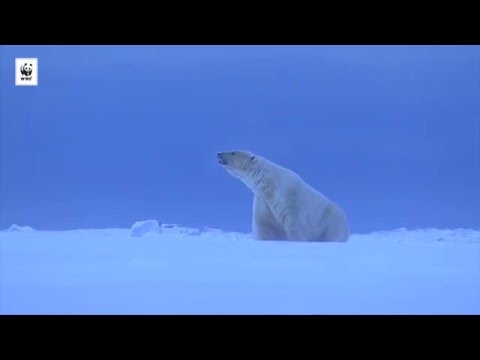 Video: Arktisk Safari: 13 Starka Bilder Från Isbjörnarnas Land
