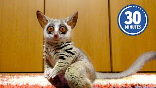 The Weirdest Little Guys 😯 🤣 | 30 Minutes of FUNNIEST Pets by The Pet Collective 32,770 views 3 months ago 30 minutes