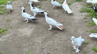 :  . . # # #pigeon #kabootar #takla #birds 