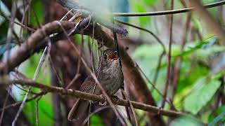 頭烏線（Dusky Fulvetta） 台灣亞種原聲紀錄片