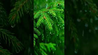 Peaceful Rainy Forest Sounds 4K | Sleep, Study, Meditation, Relaxation#lofi#mindrelaxing #rainsounds